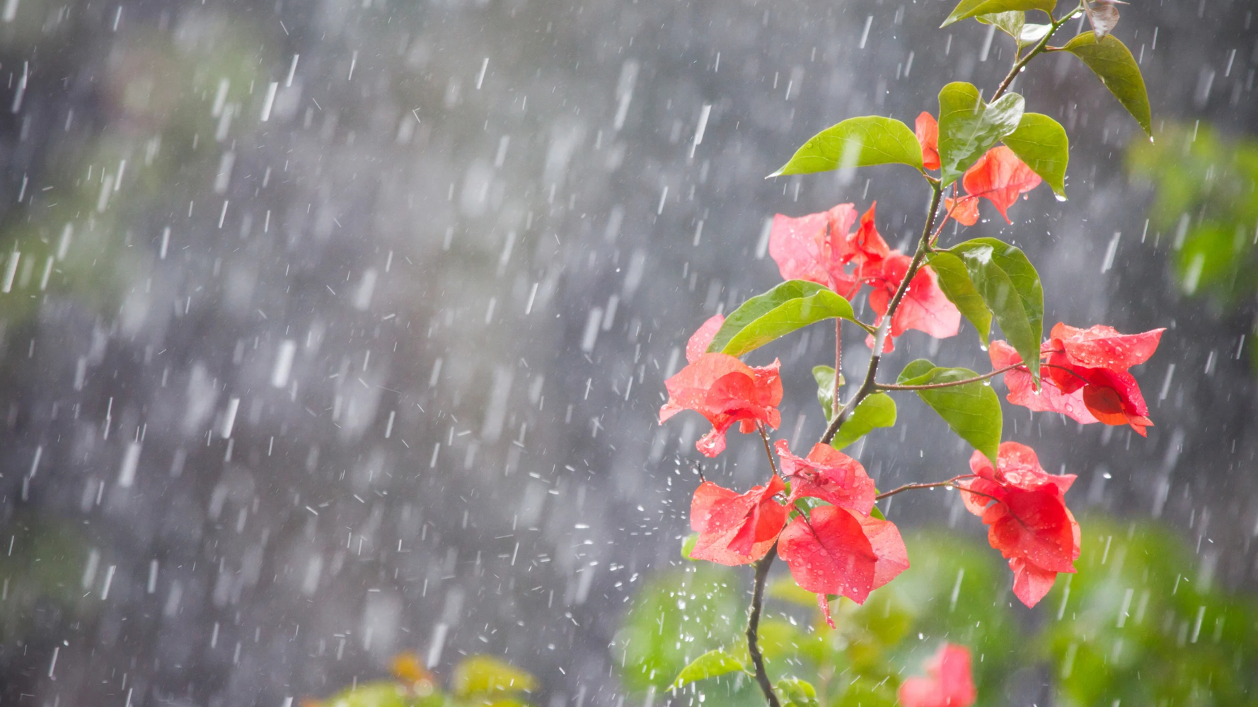 Rainy Season Guide: Indoor Things to Do in Bali Image