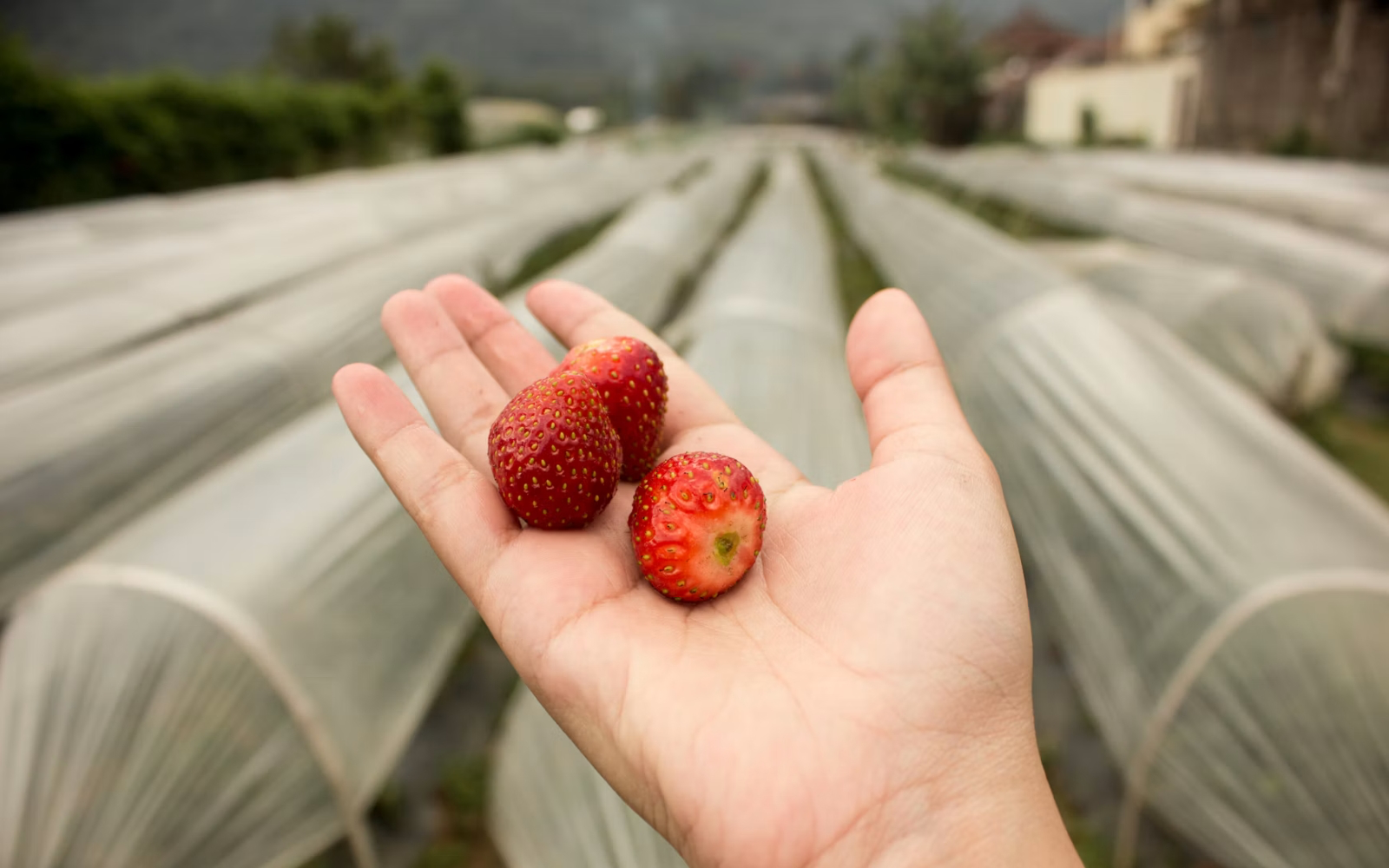 Kids Activities in Bali - Strawberry picking